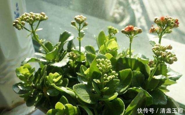 养花|养花的一些技巧,学会了你能养好花!