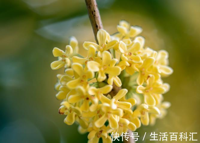 栽种|院子里有空地要种三种树,没空地挤挤也要种,寓意深远