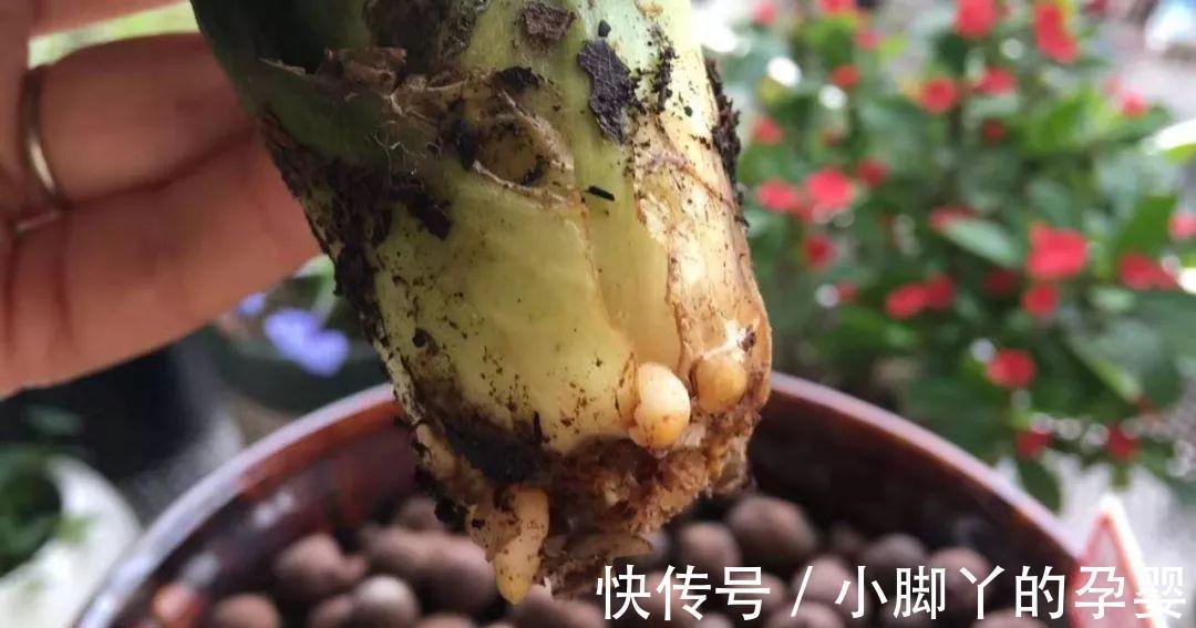 小心养护的君子兰,轻轻一提,发现根全没了,咋回事