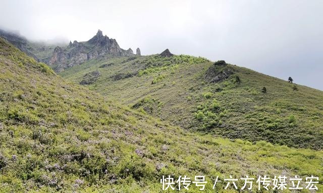 杜鹃花|青海夏季的山坡是这么的美丽，杜鹃花是最好的花