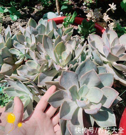 观音莲|多肉“摊大饼”，解决这3点，叶片挺拔还肥大