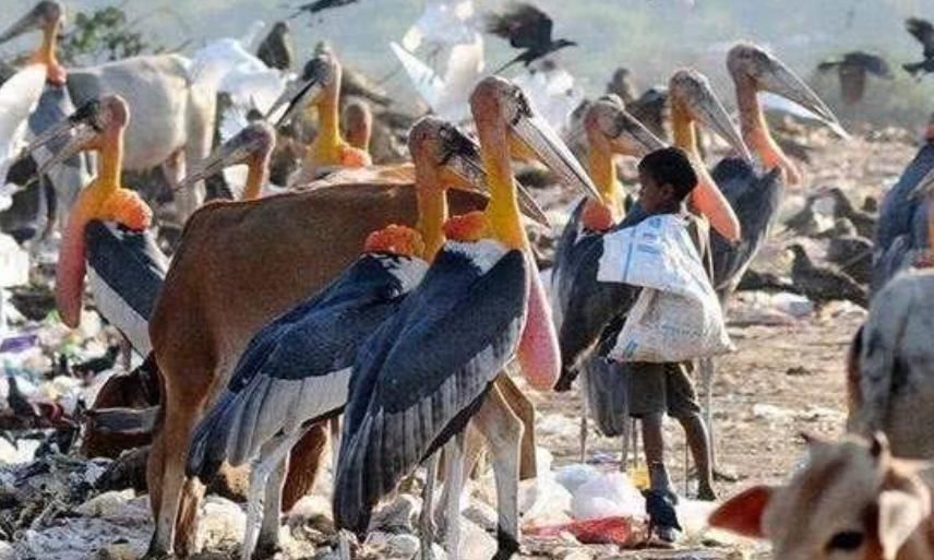 印度|印度有一种“大鸟”，村民就算饿死也不愿意吃
