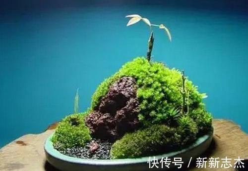 漂亮|石缝墙角都有的这玩意,带回家种花盆里,养成漂亮盆景!