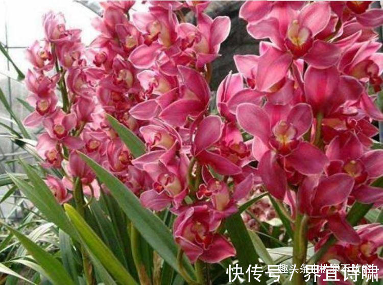 花勤|阳台养这几朵花,花开不断,沾点水就疯长,开花勤还爱爆盆,美