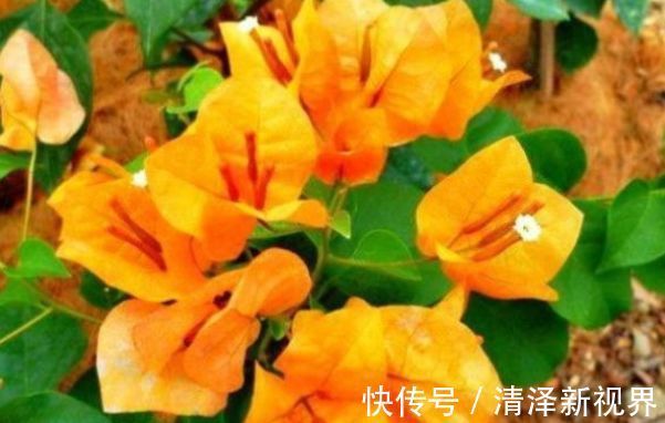 球兰|喜欢三角梅,首选此款“珍稀名品”柠檬黄三角梅,花开艳丽多姿!