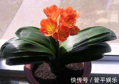 透气孔|养君子兰,有一个“小技巧”,长得叶大叶宽,花多,根系壮