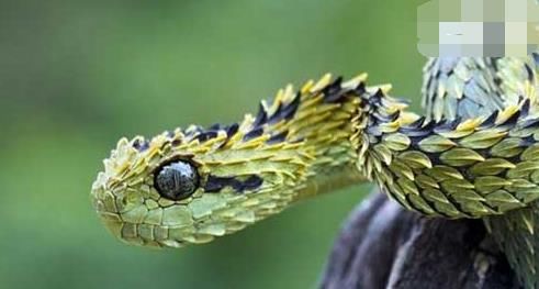 世界上最帅的蛇基伍树蝰 身披彩鳞的铠甲勇士 快资讯