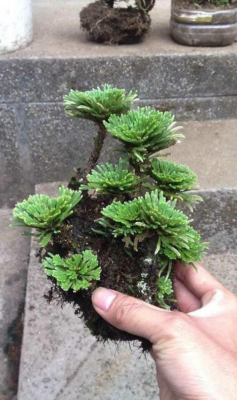 垂盆草|3种野草种盆里,长成漂亮小盆栽,人人见了都喜欢,颜值不输绿萝