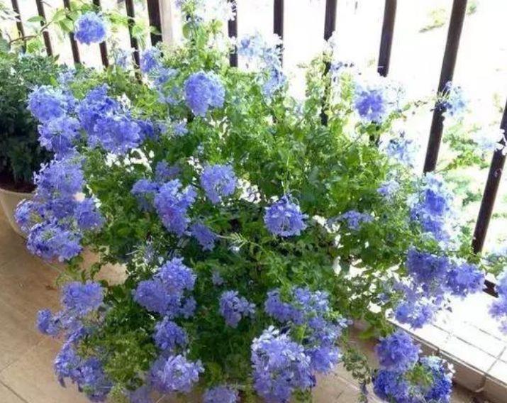 家里适合养在阳台的花卉，全年开花不断，花开美观大气