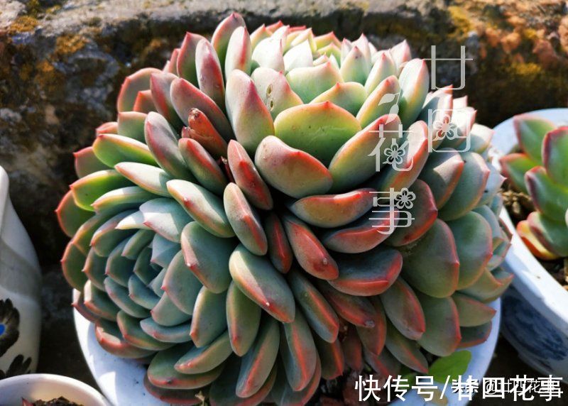 2个“小动作”，让你的多肉，在秋天更容易出状态，变群生