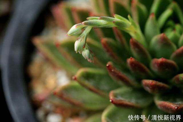 气根|多肉全是“胡须”,这是“求救”信号,多肉爱好者要引起重视!