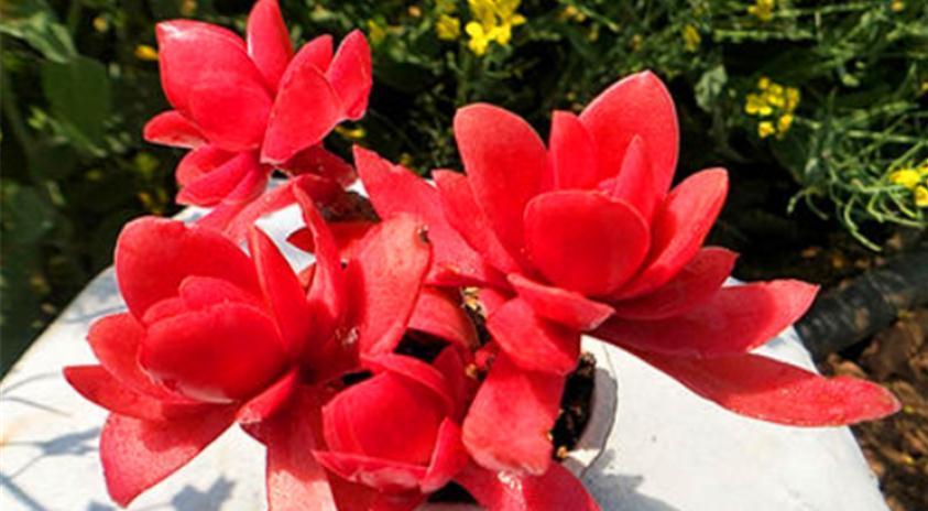 怎么将多肉火祭养得“红红火火”?注重这些技巧,不难