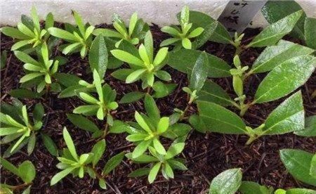 绣球花|这几种花这时候扦插最合适，不怕热生根快，今年不行动还要等明年