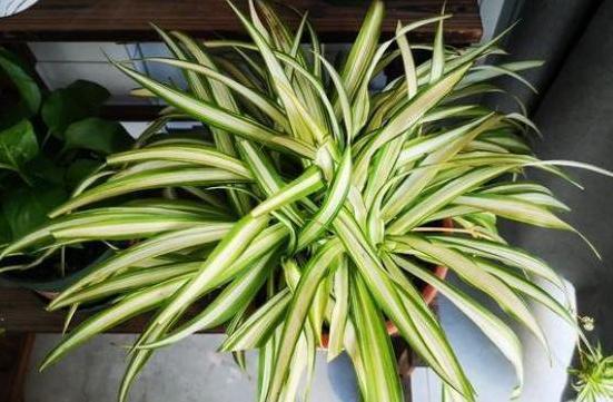 盆栽文竹、吊兰、发财树，枝叶过密招蚊虫该怎么办剪剪就变美