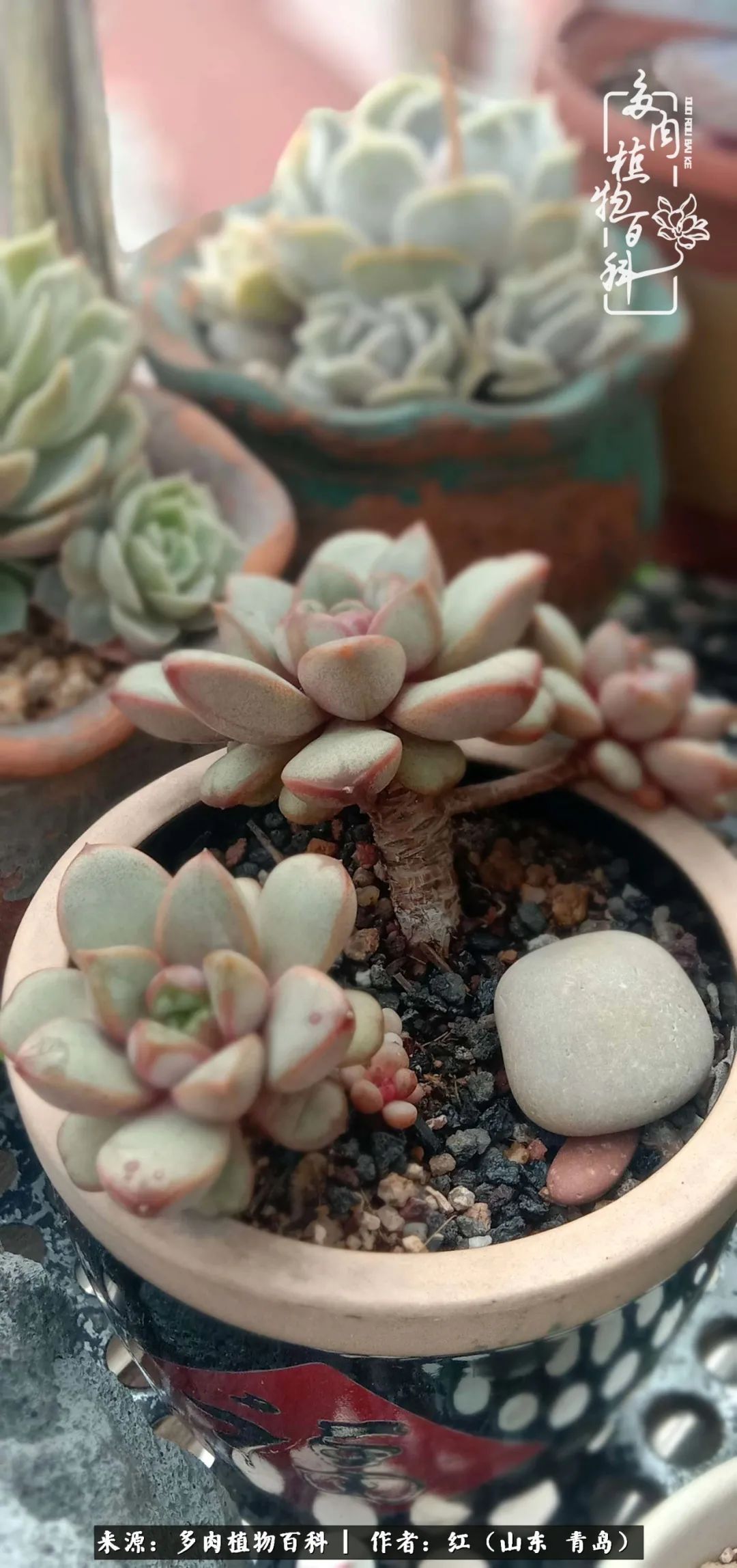 多肉度个夏，回到解放前！曾经有多美，现在就有多丑！