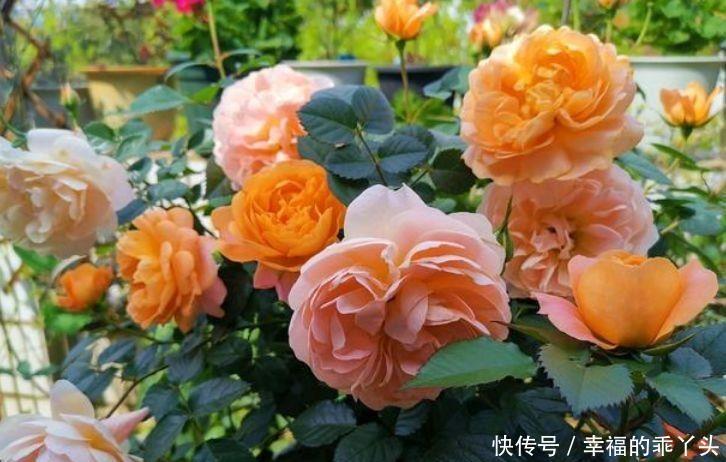 冬天也能养的花卉,花期200多天,枝繁叶茂开花量大