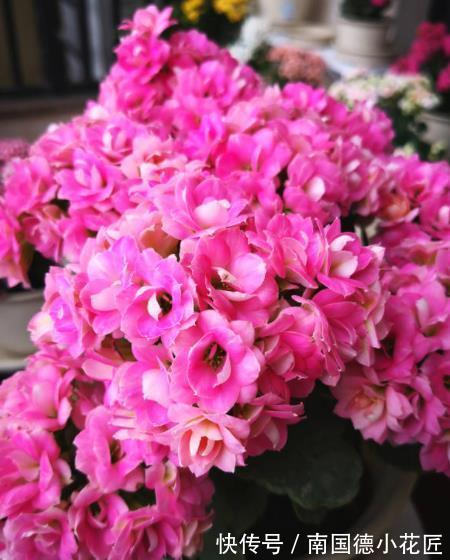 浇水|9月养长寿花,牢记4个要点,叶片肥厚花苞多,轻松开出小花球