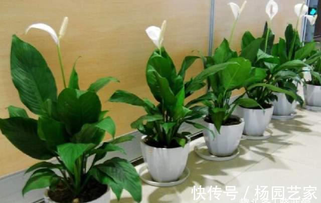 金钱树|5种“旺财花”，建议客厅养一盆，净化空气，格调高雅上档次