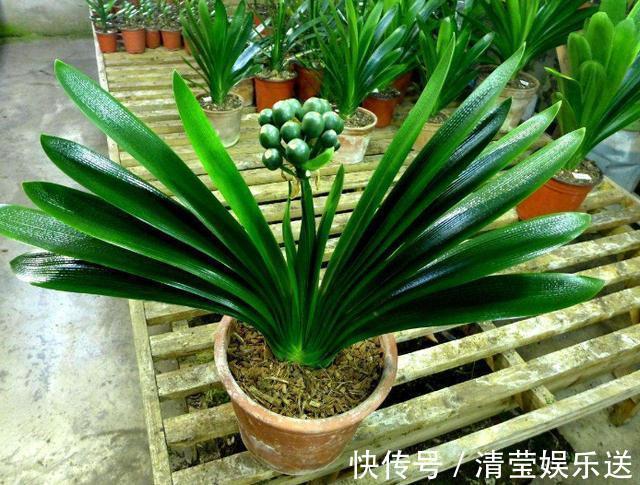 养殖|养殖君子兰盆栽,想要叶绿根茎粗得''喂点它'',在家就能自制
