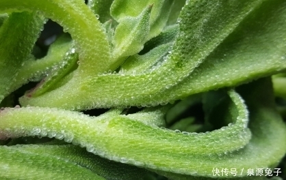 原产|原产自非洲,叶子自带咸味,国外当肥皂用,我国成高端菜10元1斤