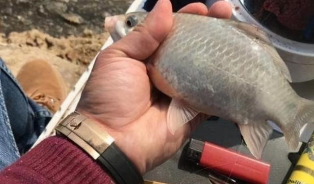 千辛万苦找饵料,你却不知这特效饵,大鲫鱼一见就狂咬,特过瘾