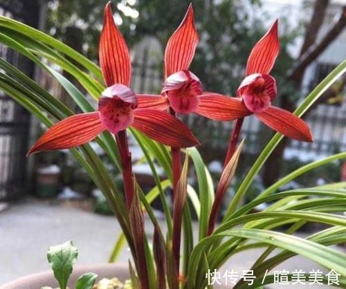 艺兰|这三种兰花,花旺人更旺,花红浓香,百看不厌,是冬日养兰首选