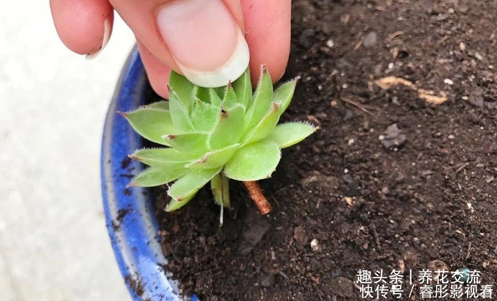 常年“爆崽”的长生草多肉,原来是开完花就挂,你能将它养好么?