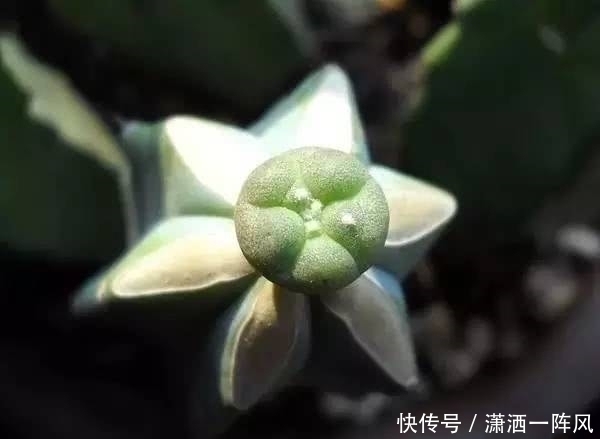 邻居|她把多肉种在阳台,一直长到楼下,天天被邻居投诉!