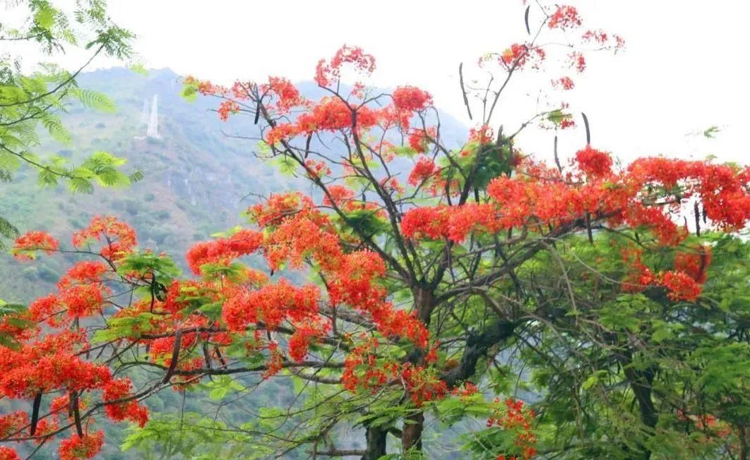 凤凰树|【怒江旅游】凤凰花开，染红小城六库