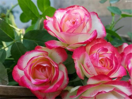 一茬花|用的“养花口诀”,学会了你也能养好花,收藏了!