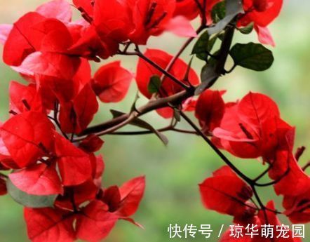 耐寒|家里养此款花卉,便宜又好养,花朵美艳迷人,养在家中香飘满屋