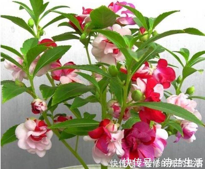 小花园|5种花漂亮又好养,比牡丹好看,阳台开花变温馨小花园