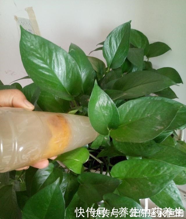 花儿|家里常扔的一种“皮”，水里泡一泡，浇花响当当，叶片肥壮花儿旺！