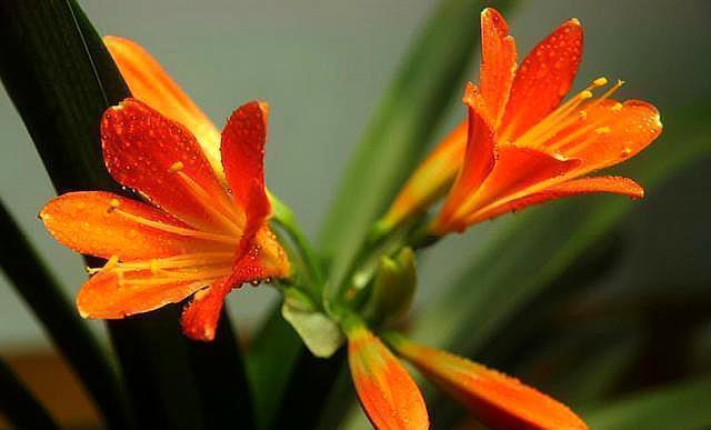 君子兰长的歪歪扭扭的酸奶箱上撕下块纸壳子,一个月就可以恢复