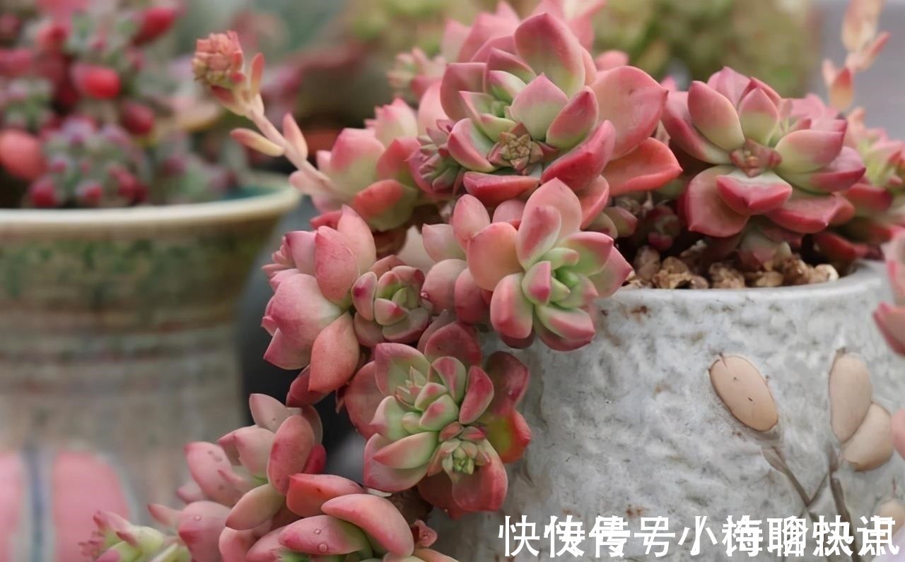 养多肉3年顺风顺水，多亏选了6种大普货，现在全是大老桩