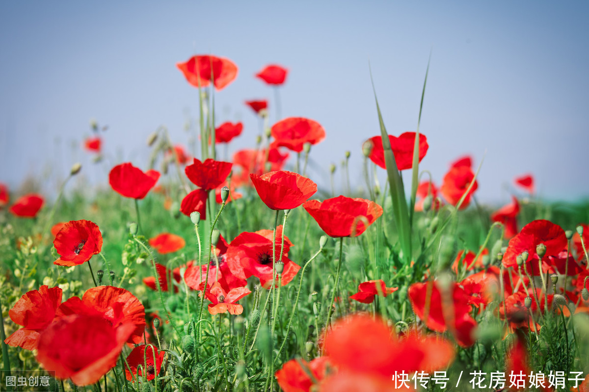 虞美人花开的季节，为霸王别姬返场打Call，从此爱上虞美人