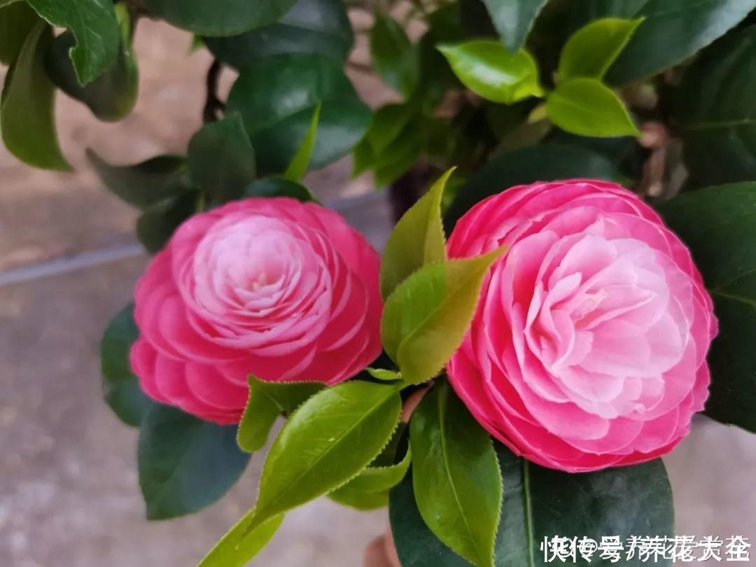 月季|8种花，现在快施肥，秋天开出满树花