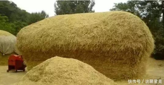 满满的|二十多年前收麦子的老照片,满满的丰收喜悦