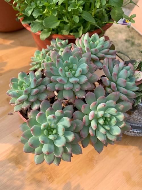 这5款花，不怕不浇水，就怕浇水多，特别适合懒人！