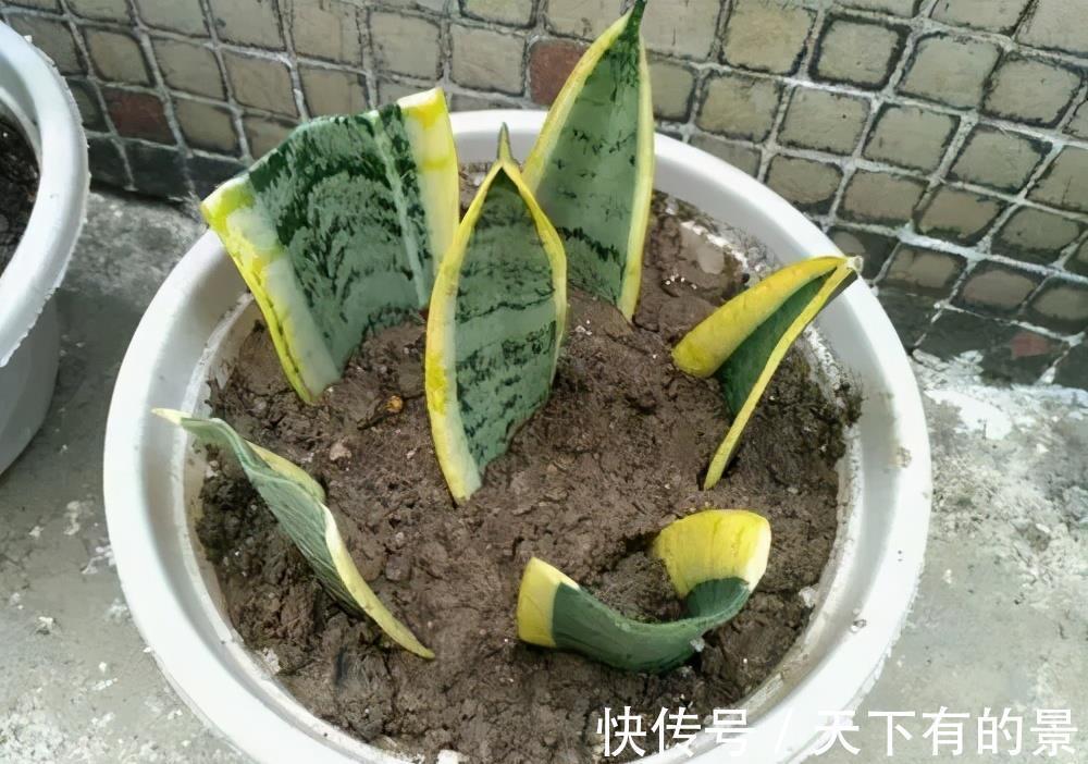 新芽|4种花真强悍，1片叶子就能繁殖出新植株，养两年成大户