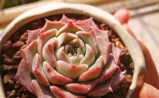 当年的贵货多肉，变成了烂大街的便宜货，暴风哭泣