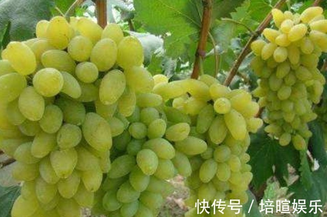 营养物质|怀孕后,孕妈尽量多吃4物,或有助于安胎,对宝宝发育也有好处