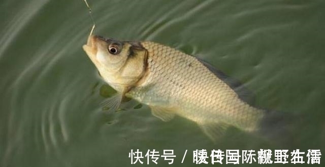 野钓|野钓鲫鱼,别人连杆不断你却不上鱼,有可能是这三个原因导致的