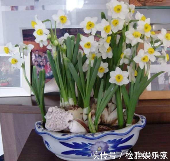 叶片|8种“喜水花”，不怕浇死了，越浇水长得越旺，手不勤养不活