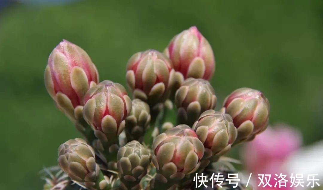 静夜|6种多肉太难养,赶紧留个种,省得每年都要重新买!