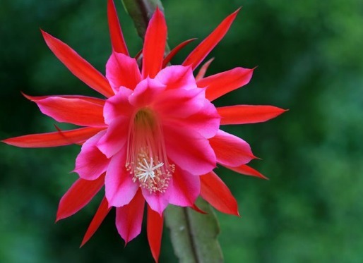 令箭荷花“剪一剪”，枝干壮、花芽钻，花朵开满300朵，赏花海