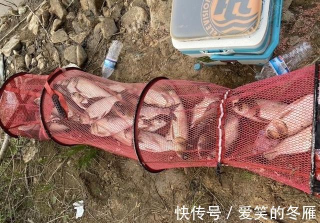 饵料|夏季做钓鲢鳙,五个大招让你变王者