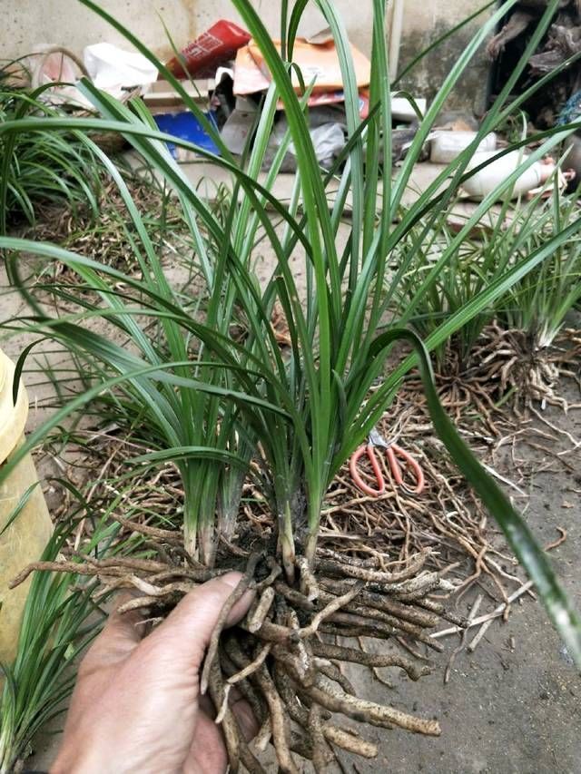 兰花|盛花期的兰花能下山吗,盛花期的兰花下山后怎么养护保存活