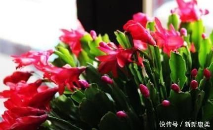 婆婆给家里的蟹爪兰剪两下,花开的看不见叶子,家人看傻眼