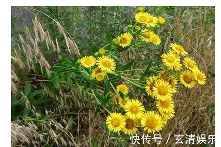 金佛草|一种开黄色花朵的中药材,非常容易辨认而且祛痰止咳效果明显